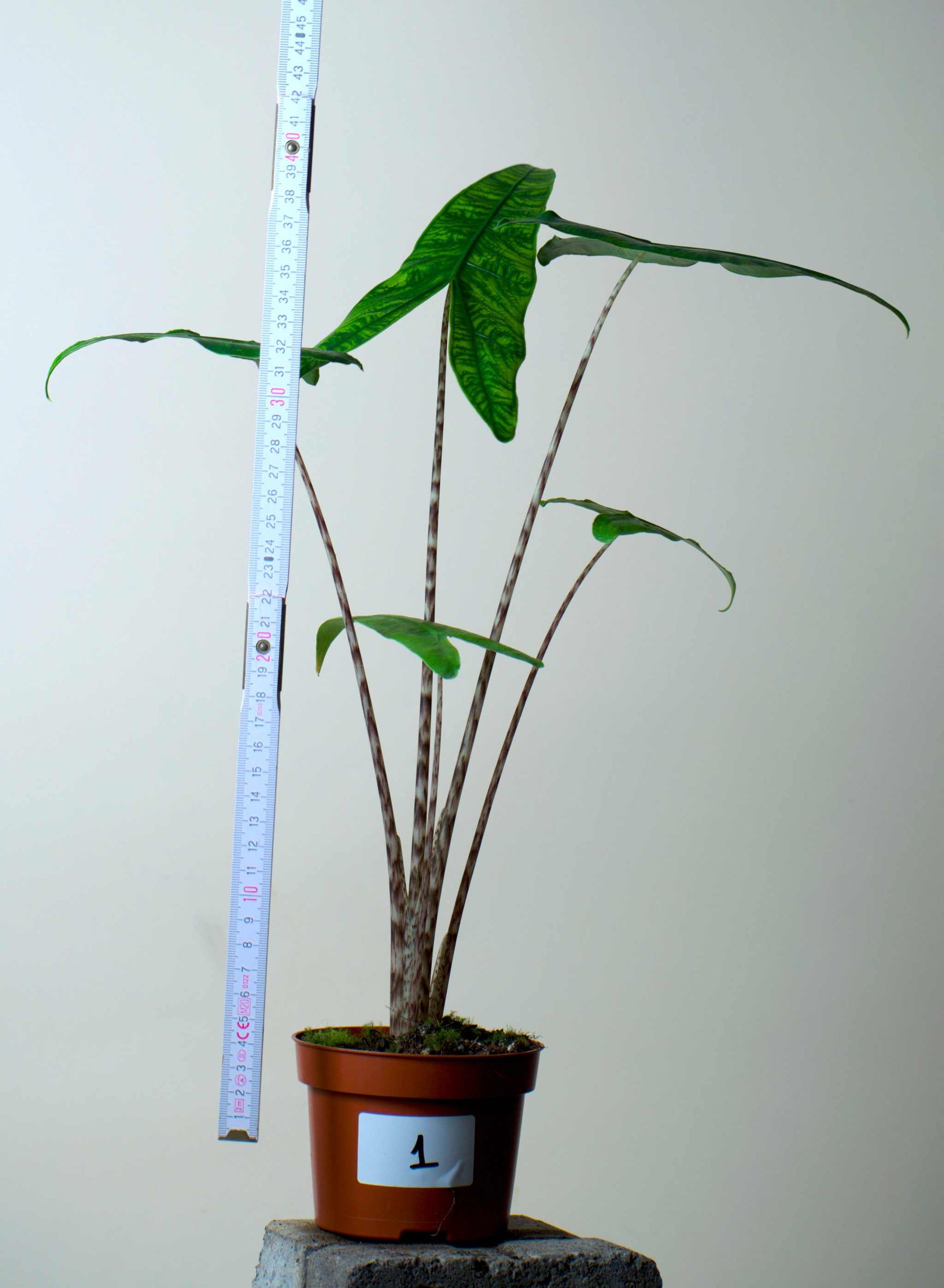 Alocasia zebrina reticulata form