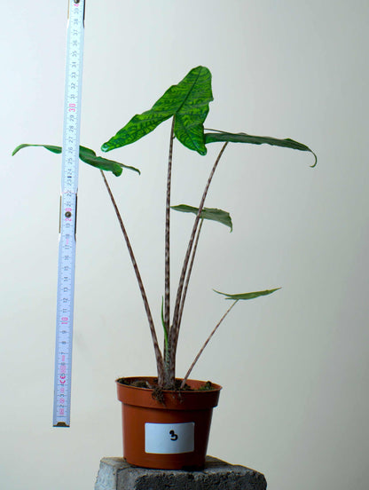 Alocasia zebrina reticulata form