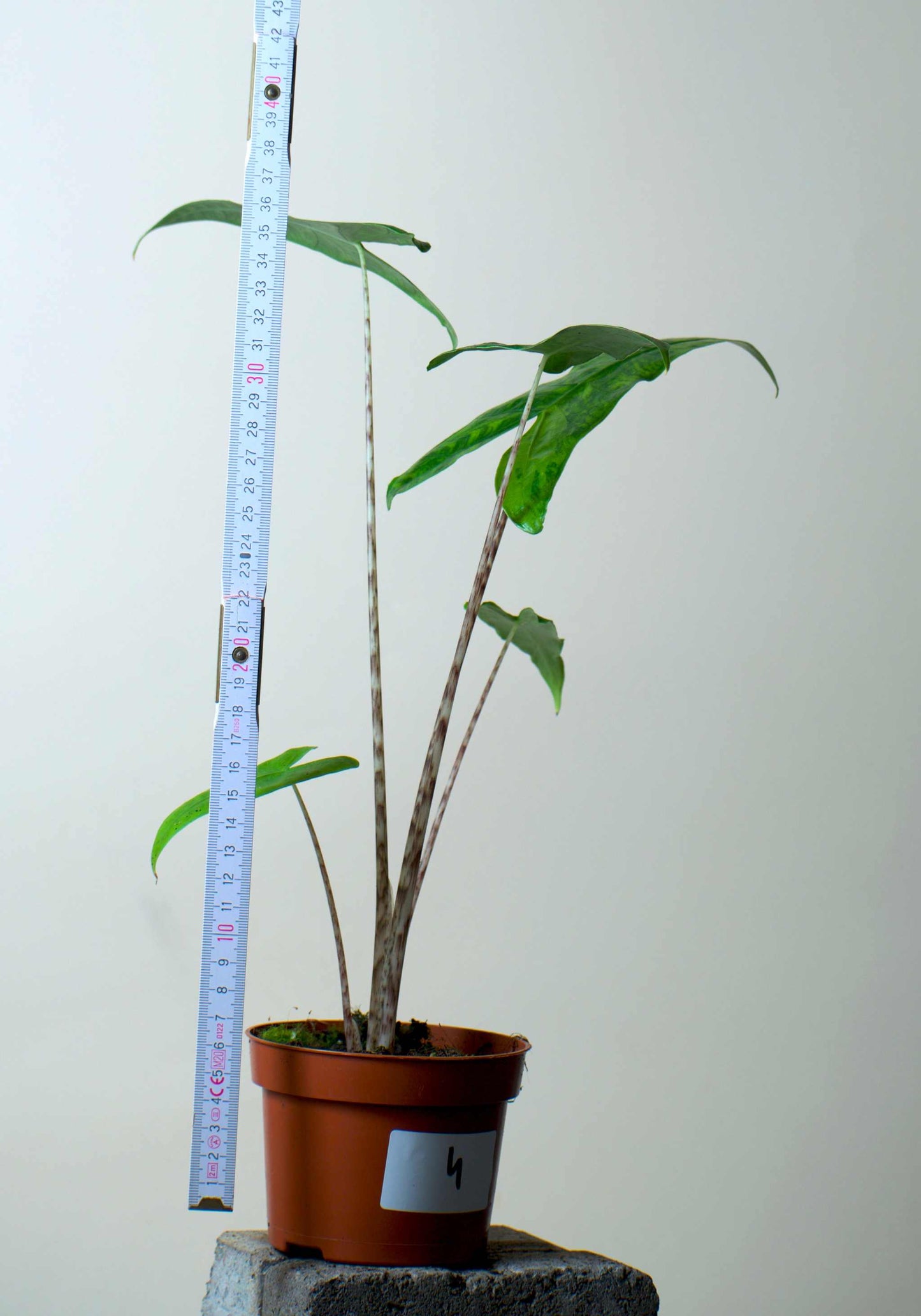 Alocasia zebrina reticulata form