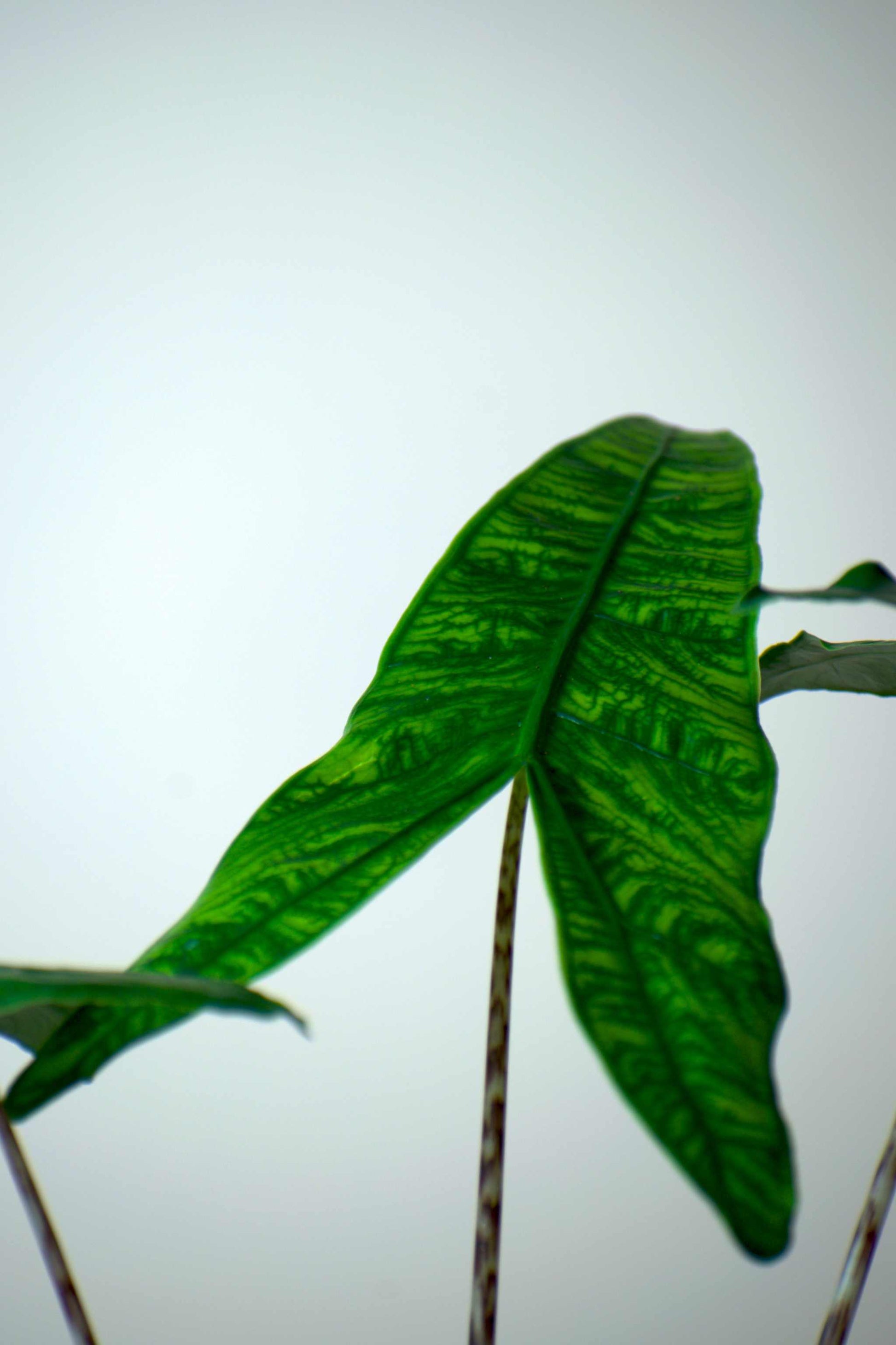 Alocasia zebrina reticulata form