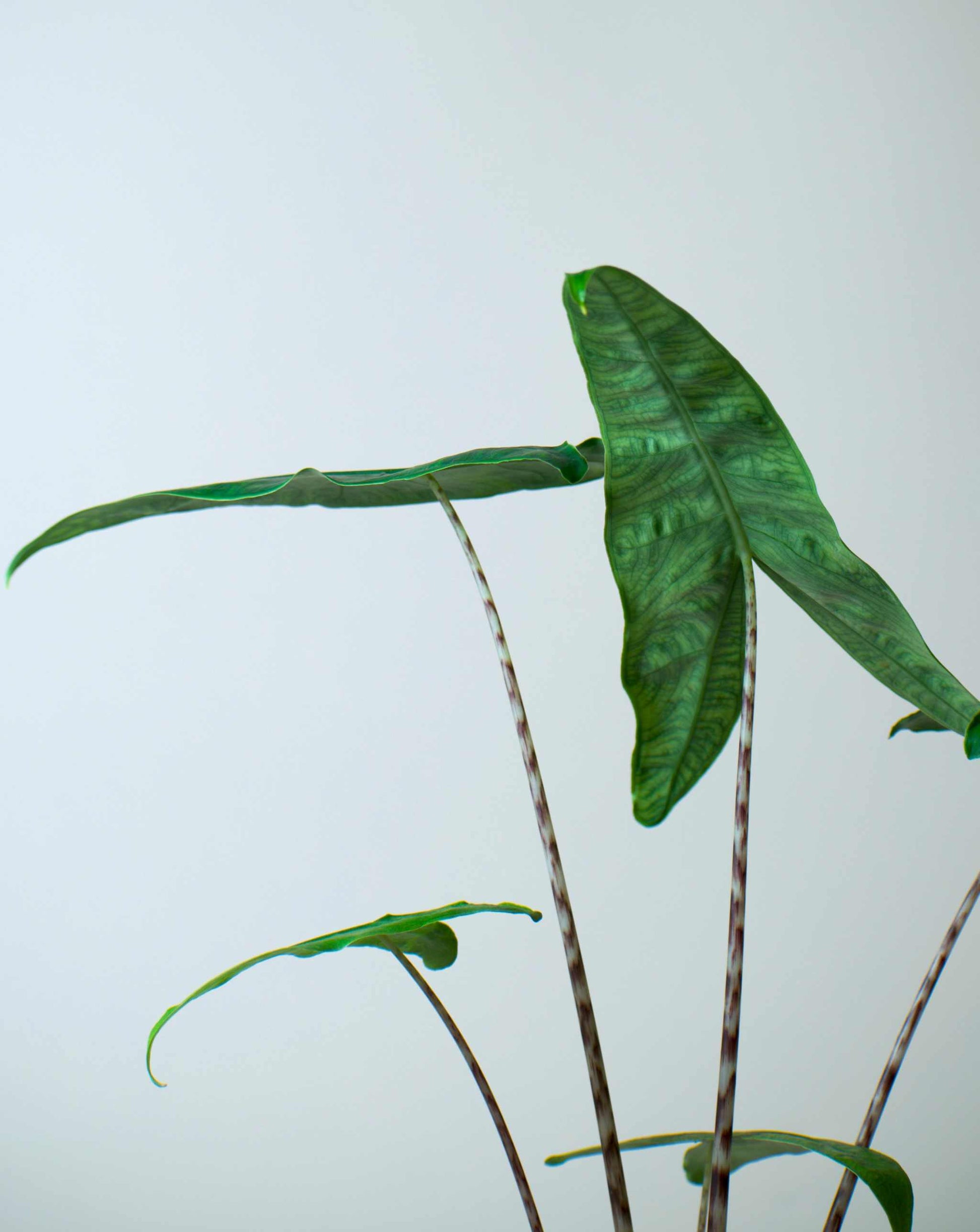Alocasia zebrina reticulata form