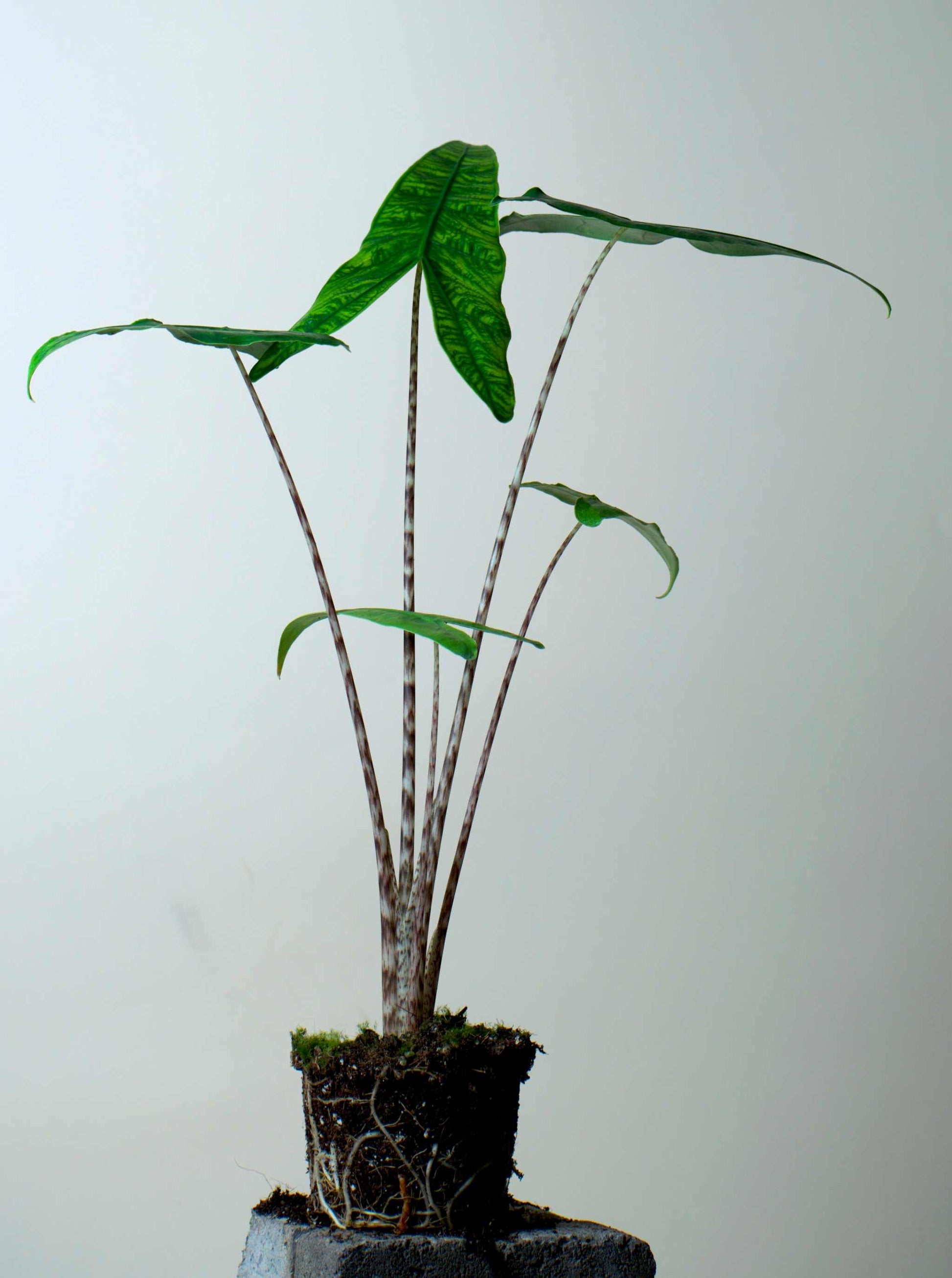 Alocasia zebrina reticulata form