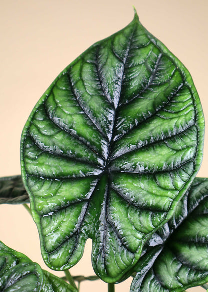 Alocasia baginda 'Dragon Scale'