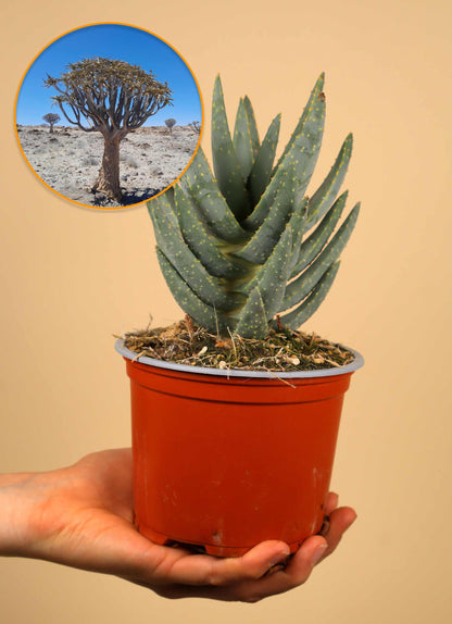 Aloidendron dichotomum | Stor trädaloe