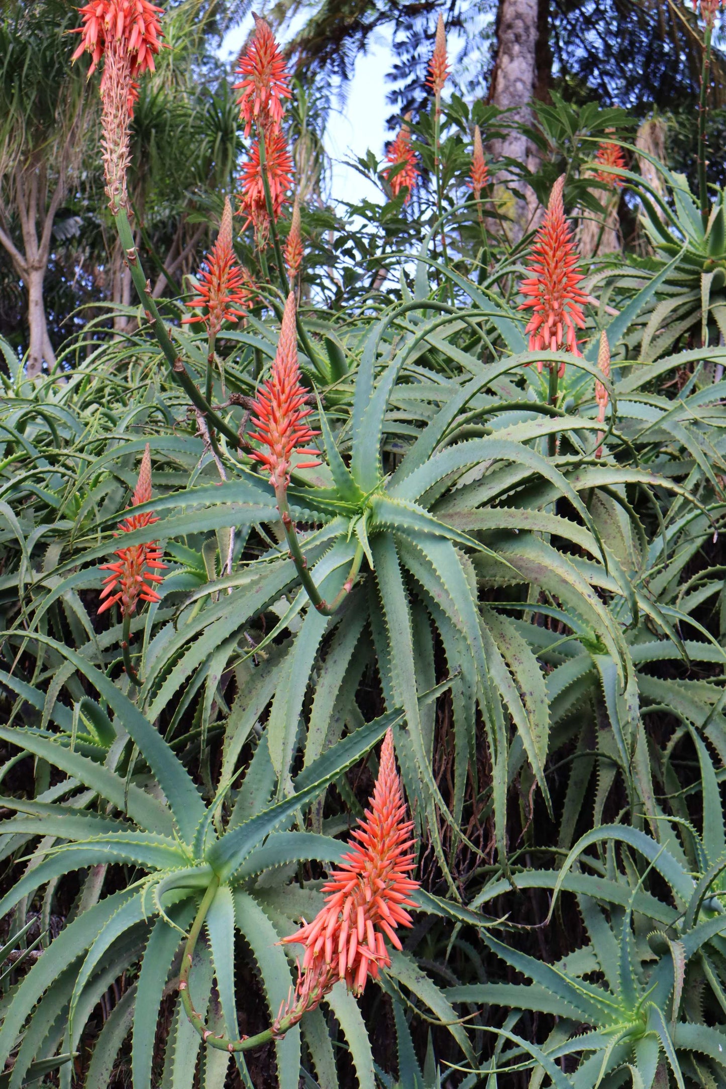Baumaloe 'Aloe arborescens'
