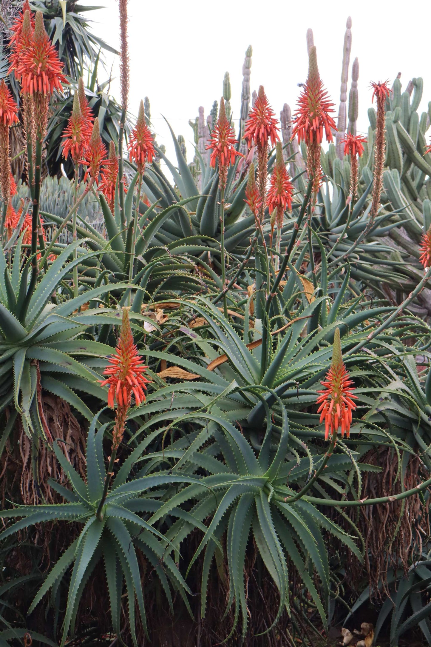 Baumaloe 'Aloe arborescens'