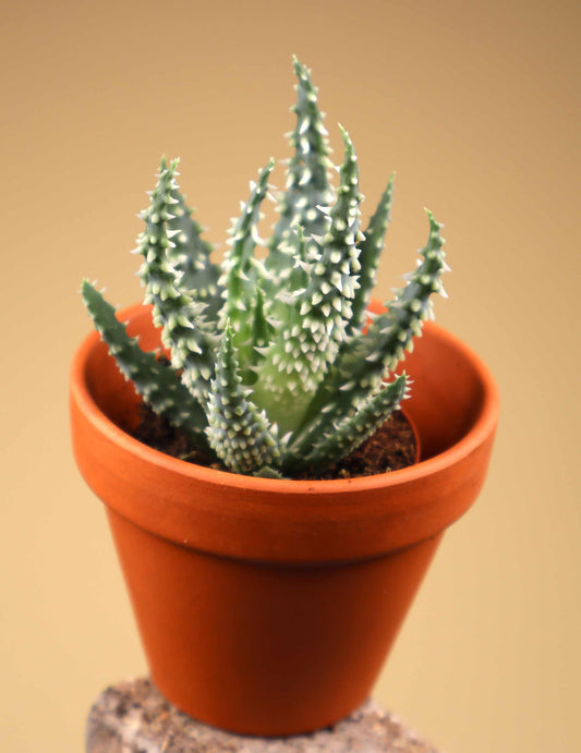 Aloe humilis 'vårtaloe'