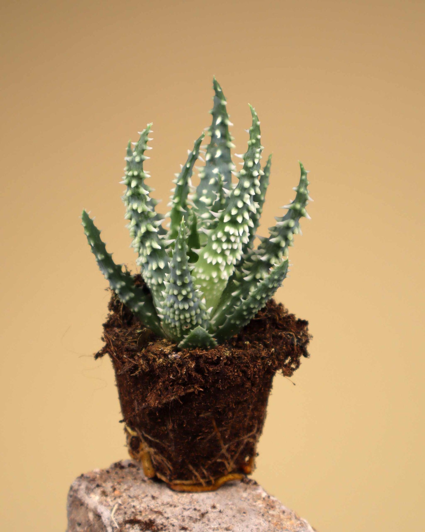 Aloe humilis 'vårtaloe'