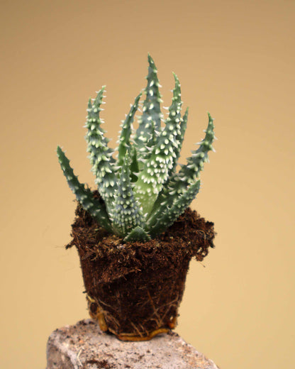Aloe humilis 'vårtaloe'