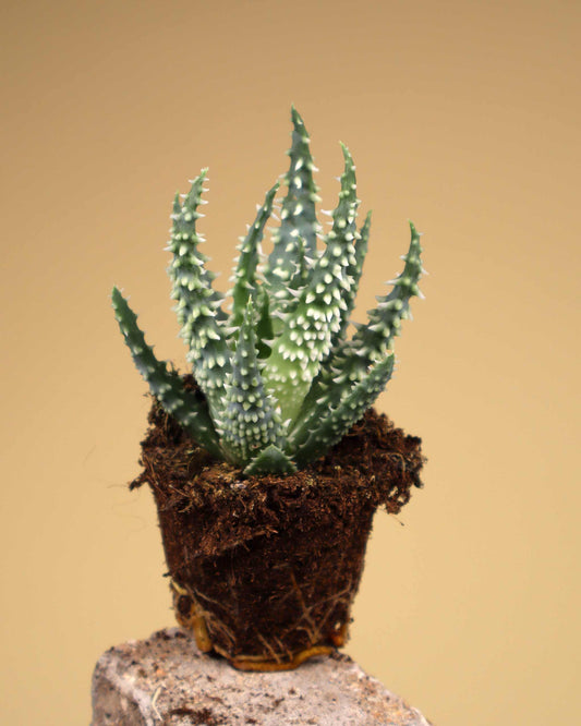 Aloe humilis 'vårtaloe'