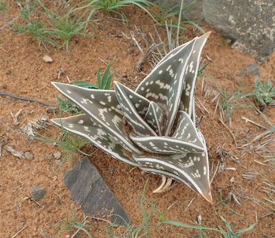 Sebra-aloe | Aloe variegata
