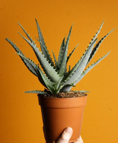 Aloe vera (True aloe)