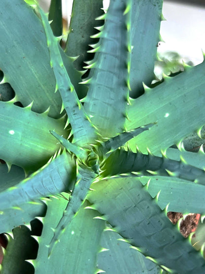 Aloe vera (True aloe)