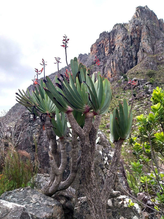 Aloe plicatilis