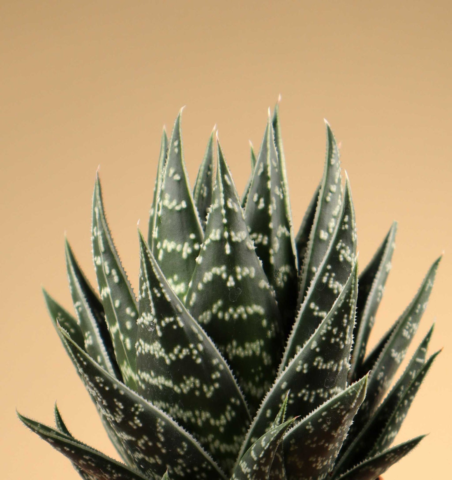 Aloe variegata ‘Tiki Tahi’