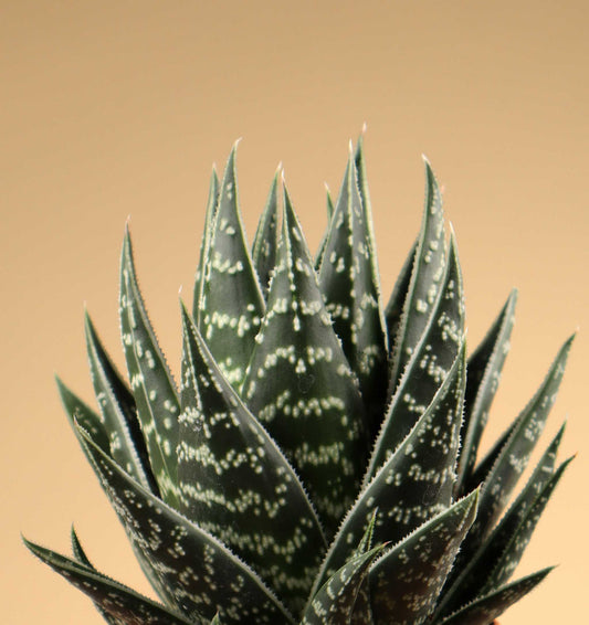 Aloe variegata ‘Tiki Tahi’