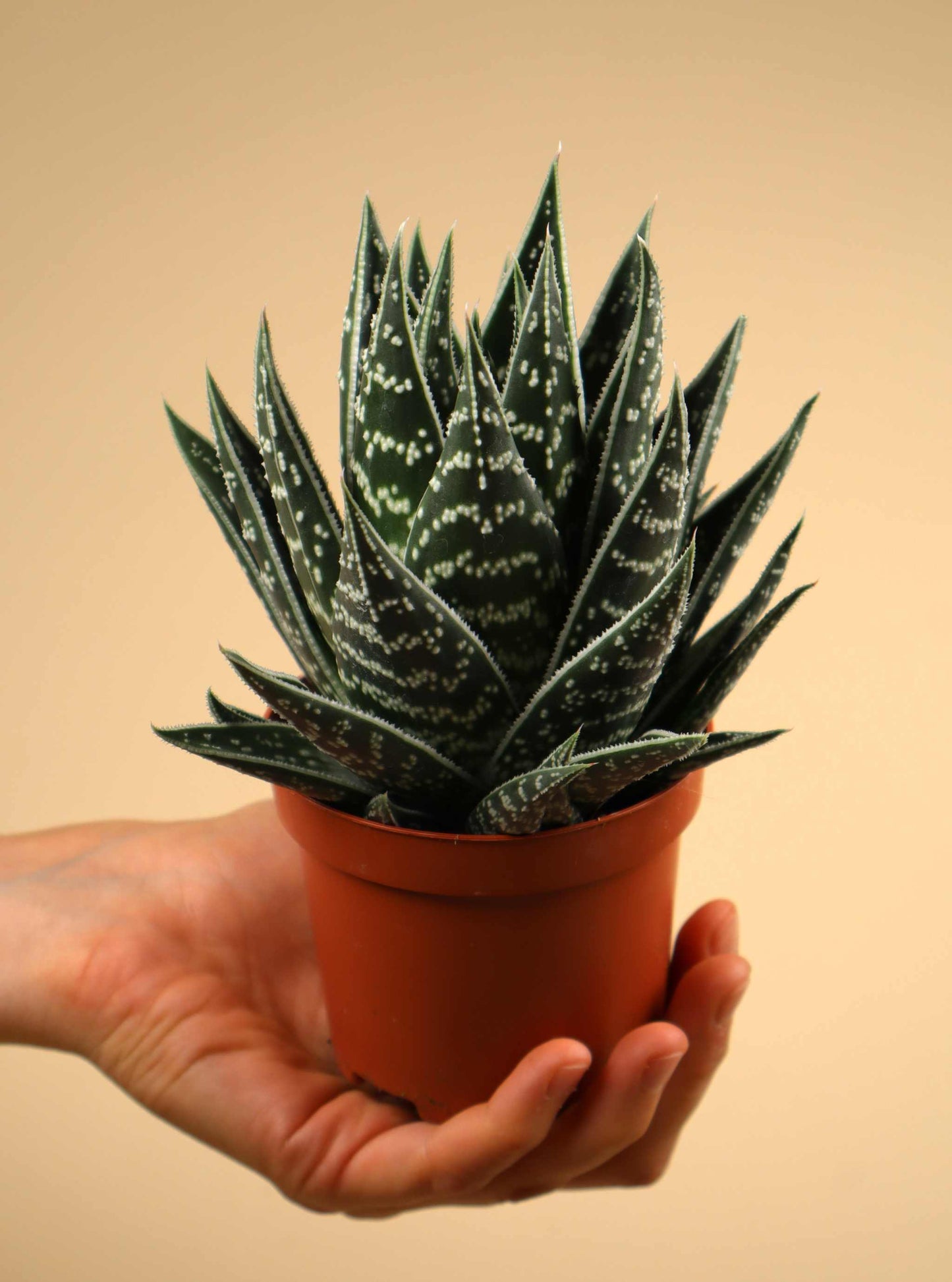 Aloe variegata ‘Tiki Tahi’