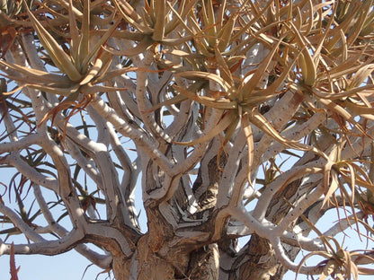 Aloidendron dichotomum | Stor trädaloe