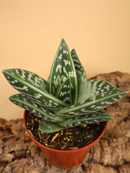 Sebra-aloe | Aloe variegata