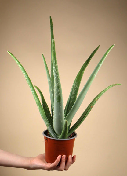 Aloe vera (True aloe)
