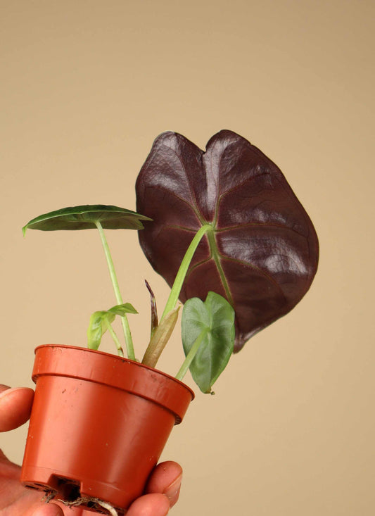 Alocasia golden bone