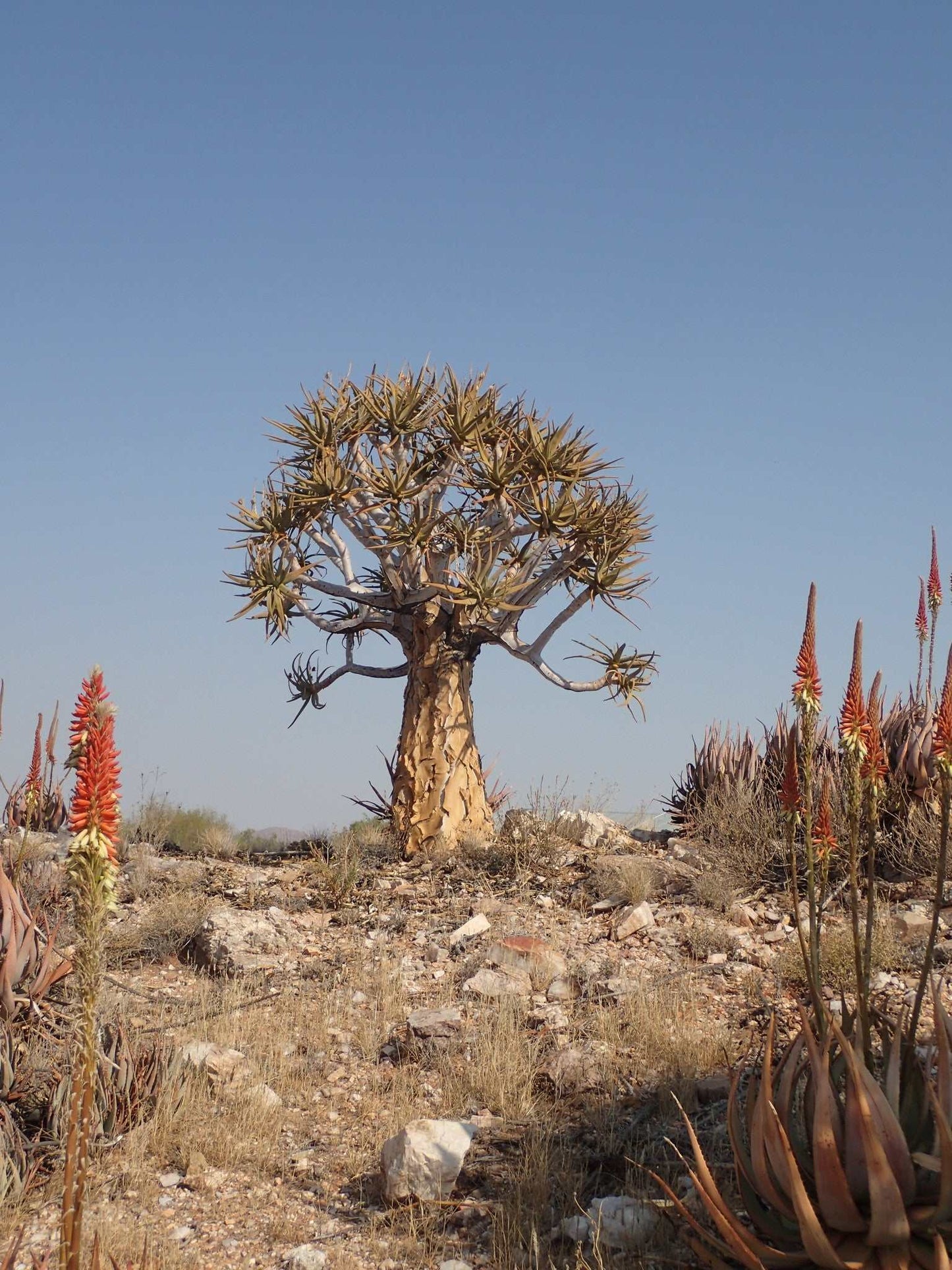 Aloidendron dichotomum | Stor trädaloe