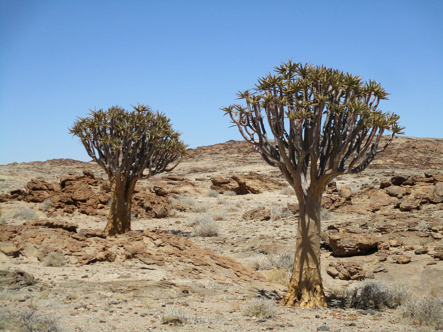 Aloidendron dichotomum | Stor trädaloe
