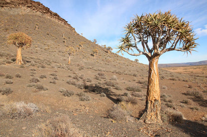 Aloidendron dichotomum | Stor trädaloe