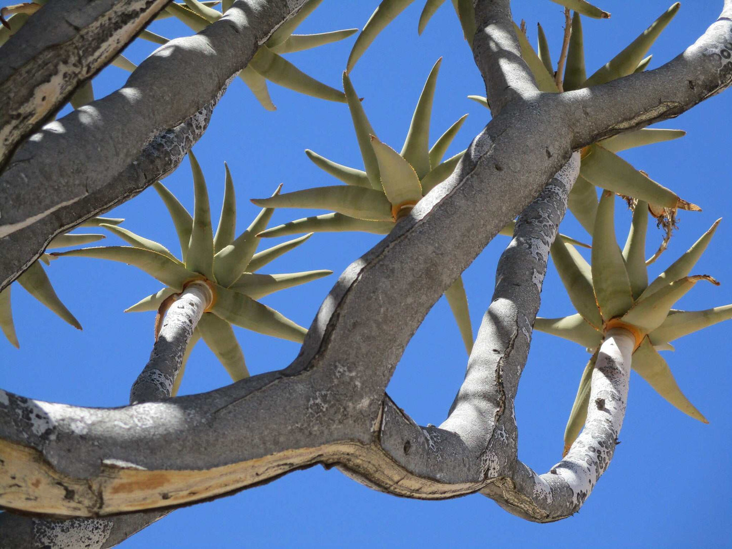 Aloidendron dichotomum | Stor trädaloe