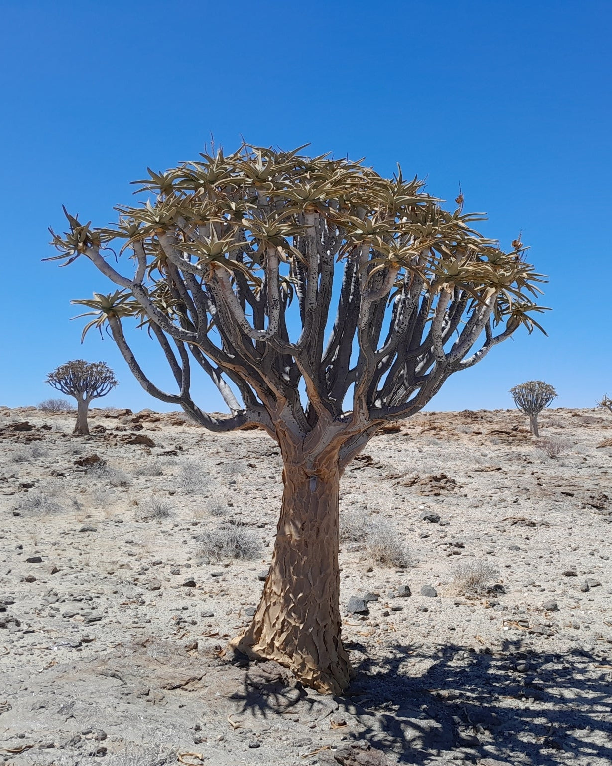 Aloidendron dichotomum | Stor trädaloe