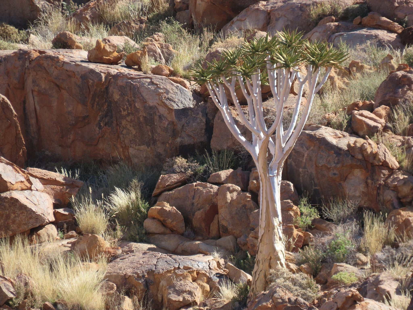 Aloidendron dichotomum | Stor trädaloe