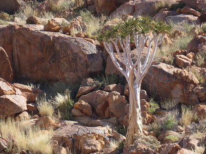 Aloidendron dichotomum | Stor trädaloe