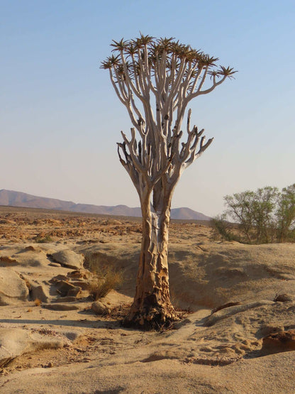 Aloidendron dichotomum | Stor trädaloe