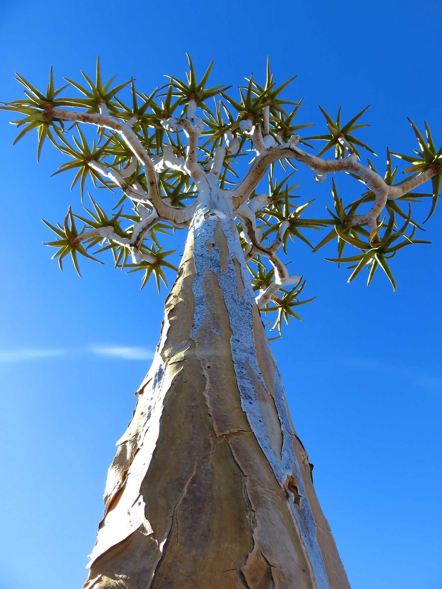 Aloidendron dichotomum | Stor trädaloe