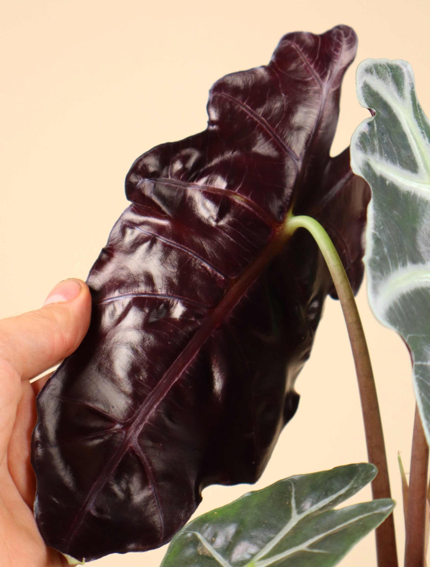 Alocasia 'Polly'