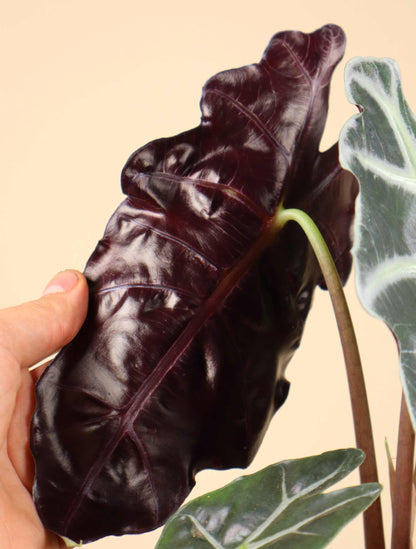 Alocasia 'Polly'