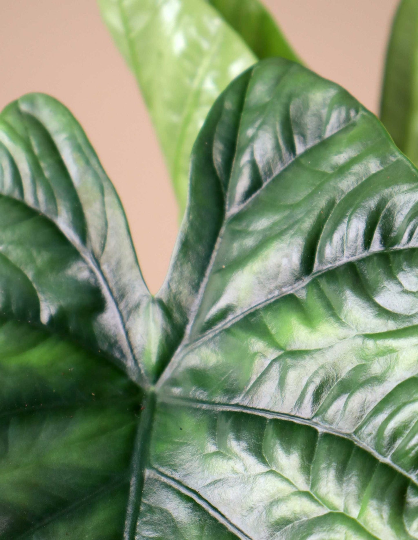 Alocasia Lukiwan