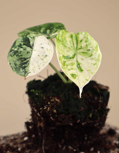 Alocasia dragon scale mint variegata