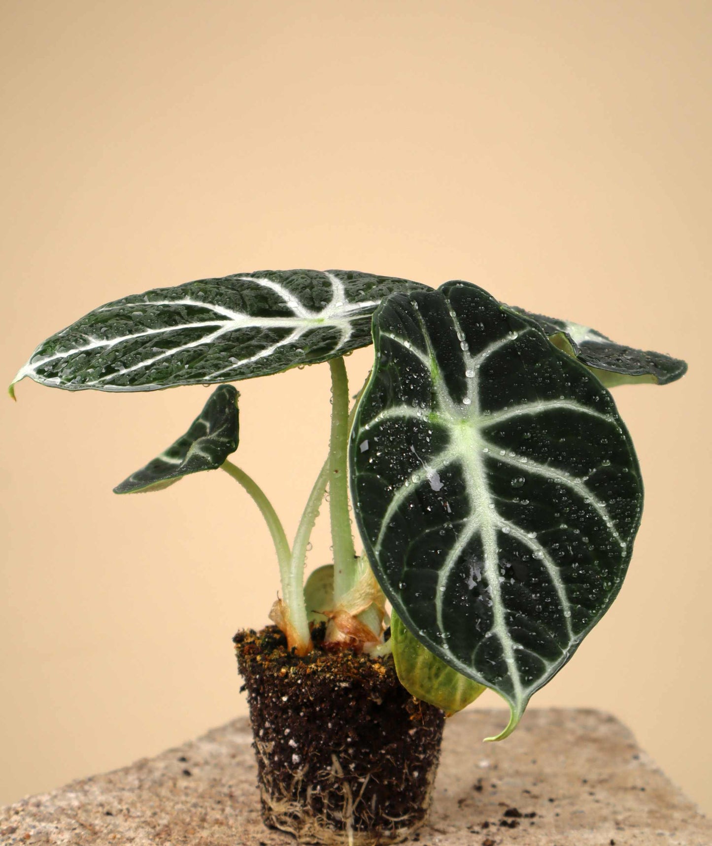 Alocasia reginula 'ninja'