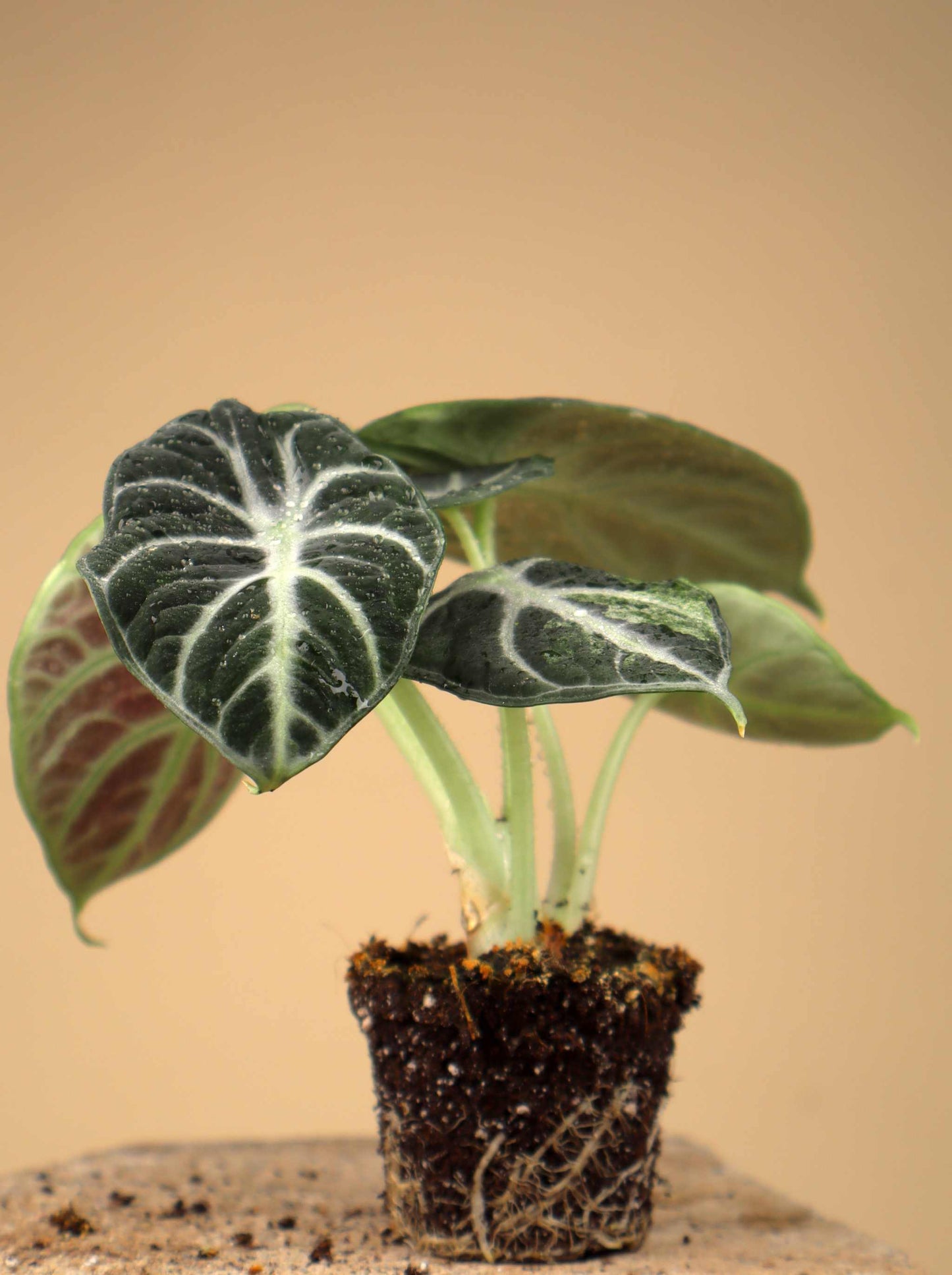Alocasia reginula 'ninja'