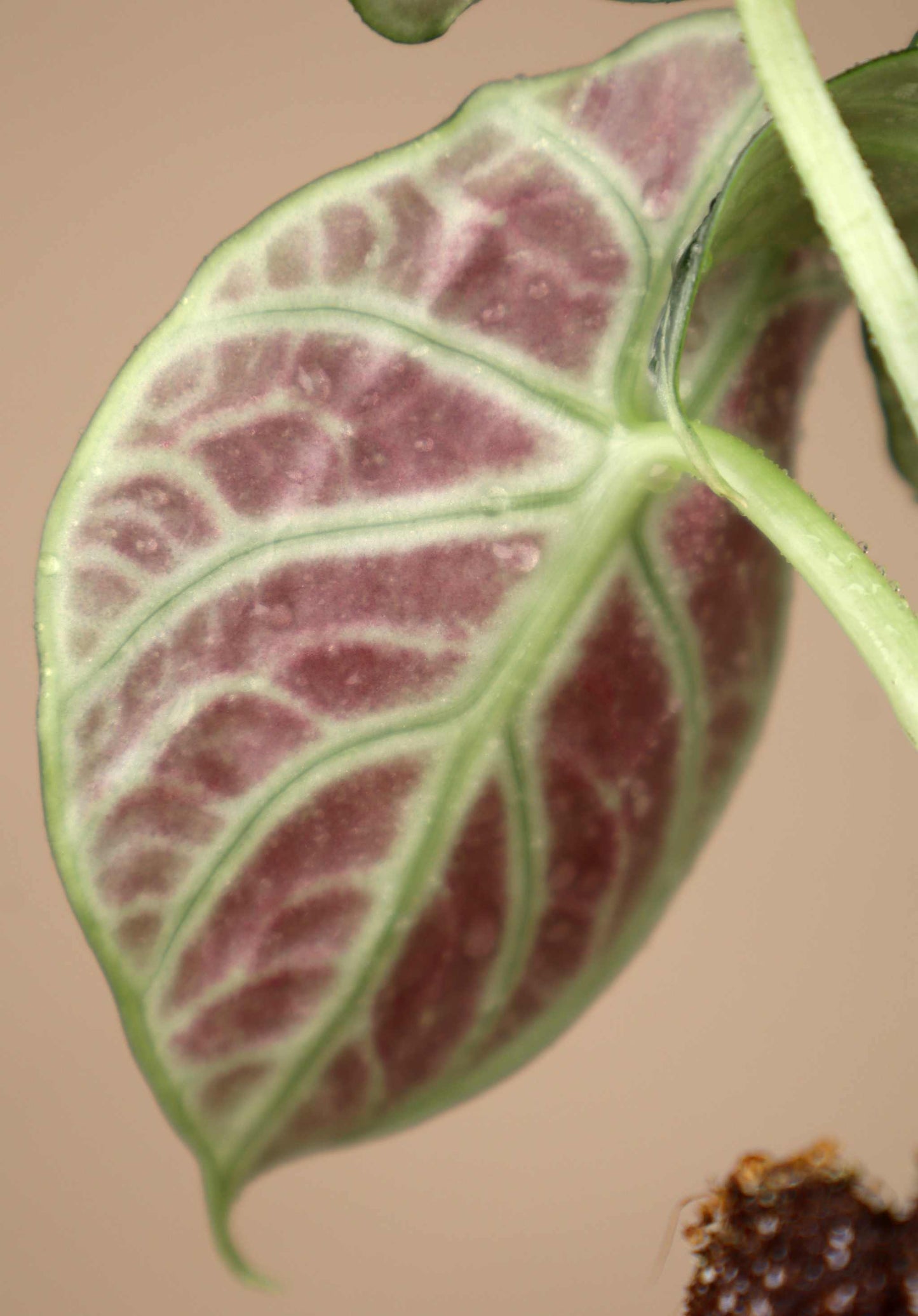 Alocasia reginula 'ninja'