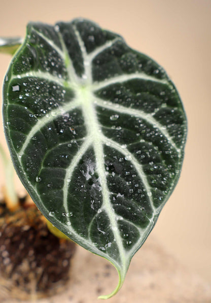 Alocasia reginula 'ninja'