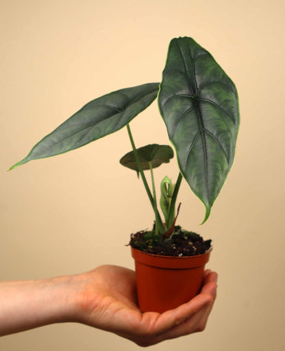 Alocasia puncakborneensis