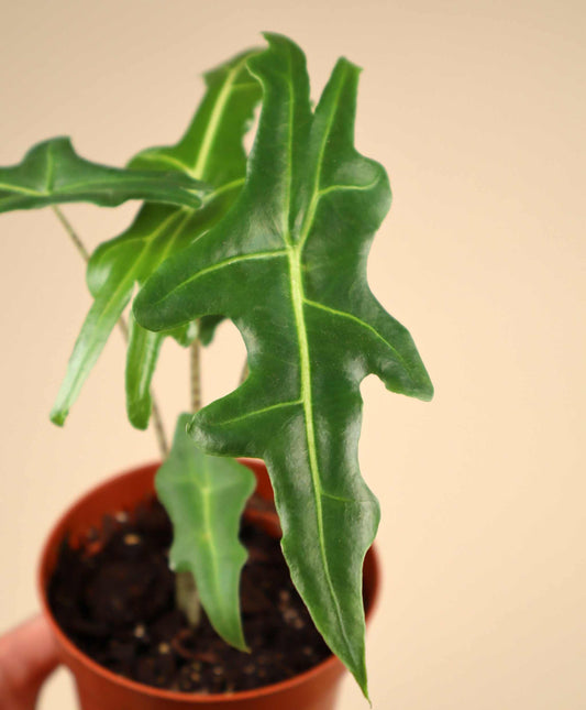 Alocasia portei