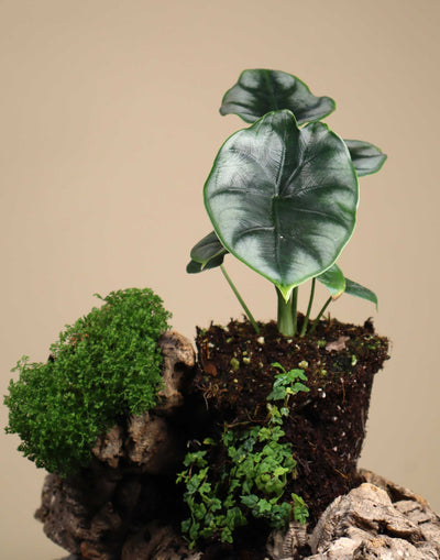 Alocasia reversa