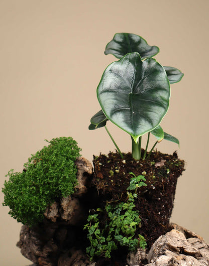 Alocasia reversa