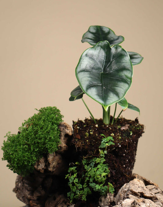 Alocasia reversa