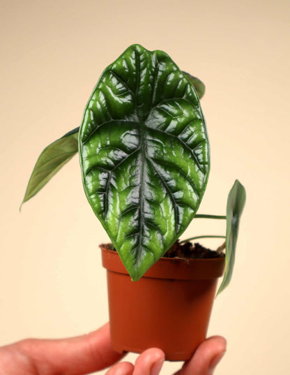 Alocasia sinuata