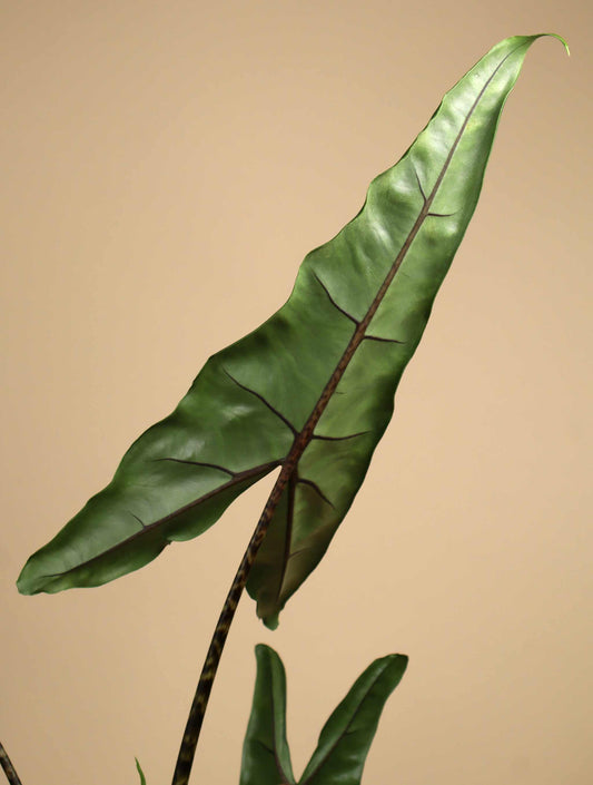Alocasia zebrina 'tigrina superba'