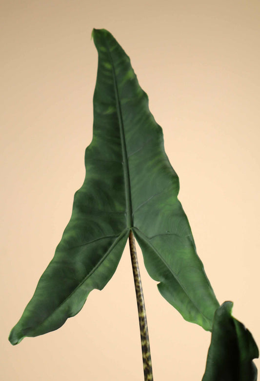 Alocasia zebrina 'tigrina superba'